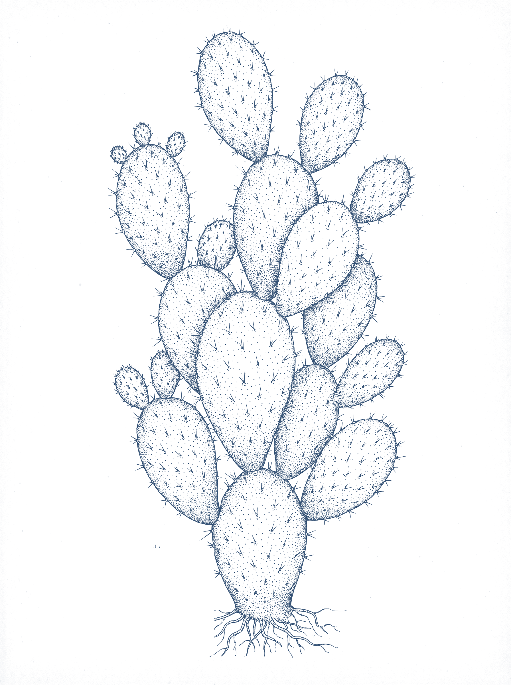 Botanical illustration